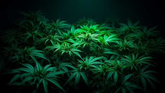 How to Prevent Powdery Mildew and Botrytis Without Chemicals