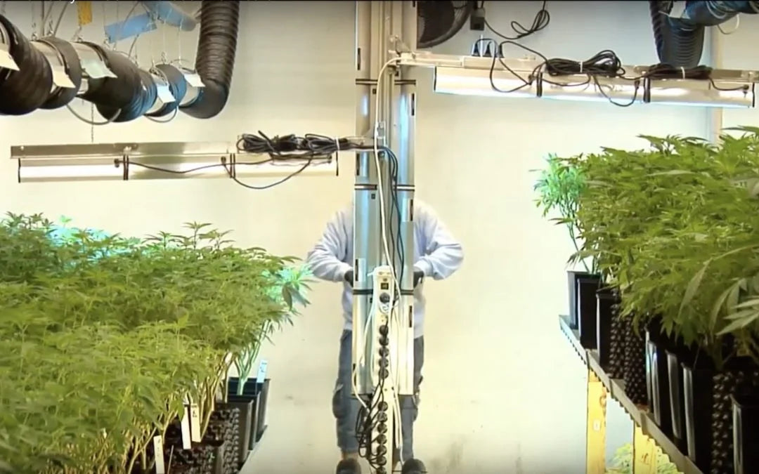 How does UV-c crop protection work?