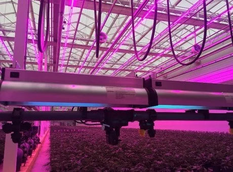 Growth Regulation – limiting internodal stretch: a step beyond “blue light”