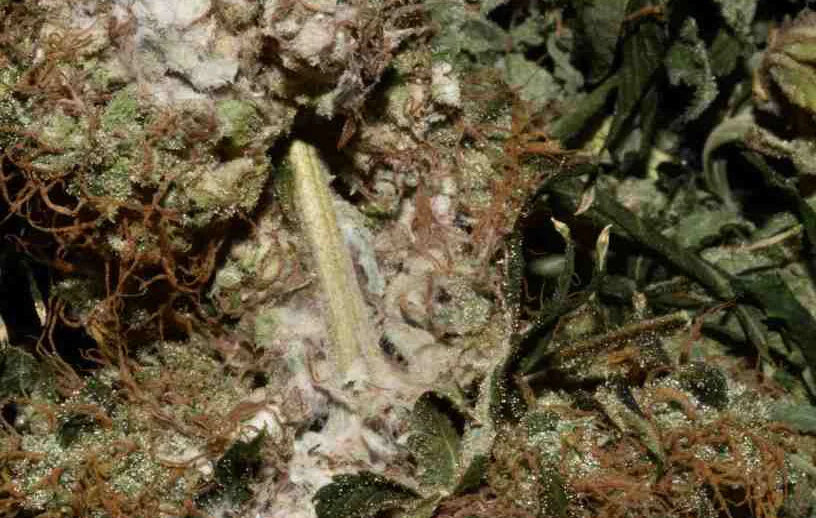 Best tactics for defeating gray mold in your marijuana growing operation